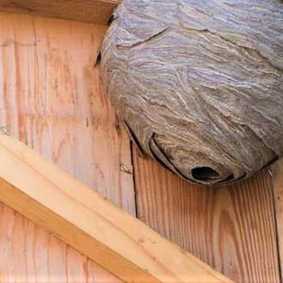 Destruction d un nid de guepes dans une cabane de jardin a creil 60100 pro guepes