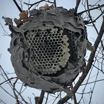 Destruction nid de frelons asiatiques a maignelay montigny dans l oise pro guepes