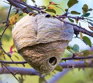 Enlevement d un nid de guepes a compiegnes 60200 dans un arbre