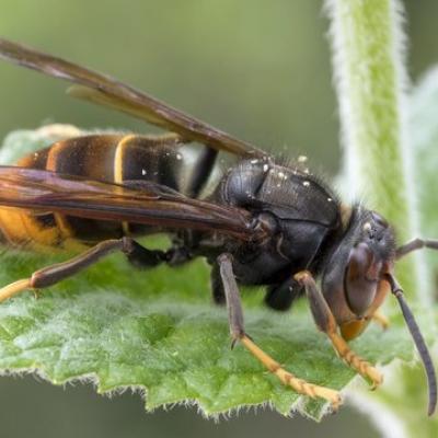 Frelon asiatique ou vespa velutina pro guepes destruction de nid de frelons asiatiques dans l'oise 60 et le val d'oise 95