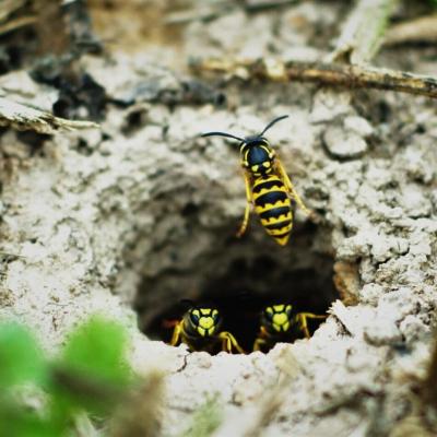 Entreprise destruction nid de guepes en terre Oise 60 - Pro Guêpes