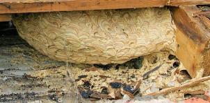 Traitement enlevement et destruction nid de guepes sous toiture oise pro guepes