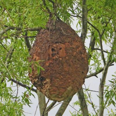 Traitement et destruction d un nid de frelons asiatiques a beauvais 60000 dans l oise proguepes fr